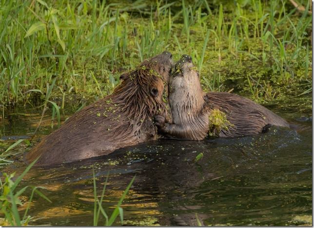 Beaver Lodge Spring 2018